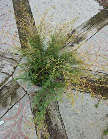 Microbiota decussata