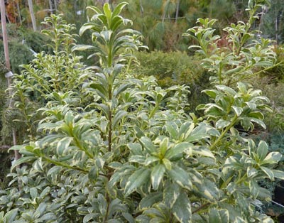 Pottosporum Heterophylum