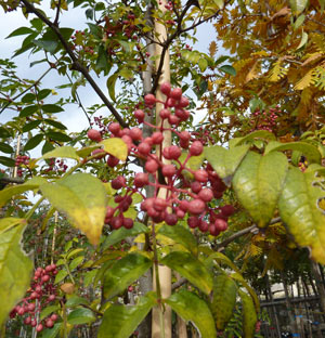 Xanthophylum simulans