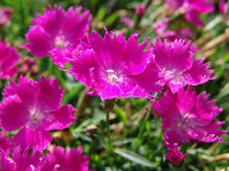 dianthus kahori