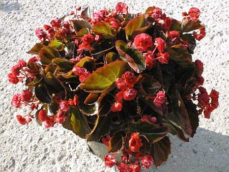 begonia doblet rouge