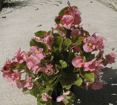 begonia lotto rose