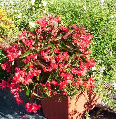 begonia ailes du gragon