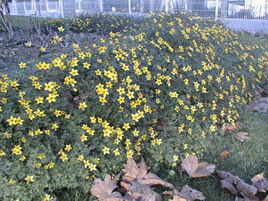 bidens