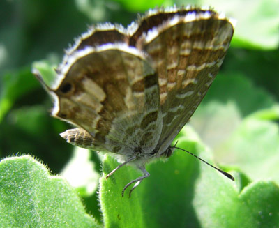 cacyreus marshalli