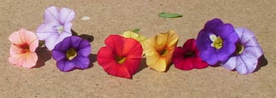 calibrachoa - close-up