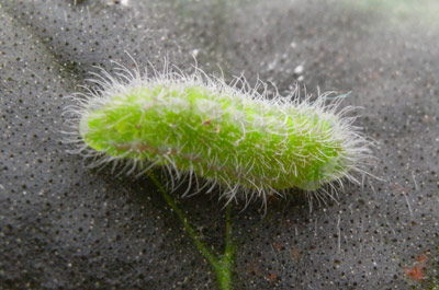  chenille cacyreus marshalli