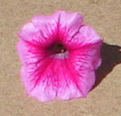 conchita strawberry frost- close-up