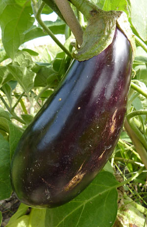 Aubergine diva