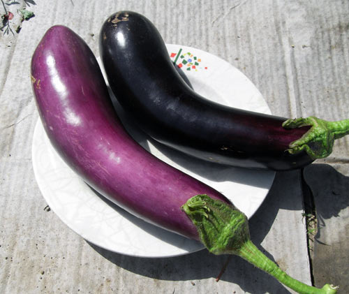 Aubergine gascona