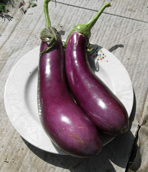 Aubergine gascona