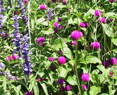 GOMPHRENA