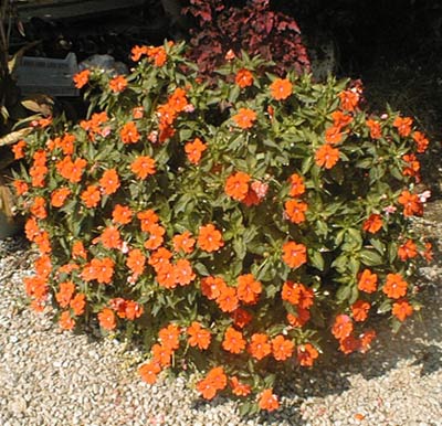 impatiens de nouvelle guine fanfare