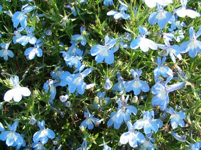 lobelia hot