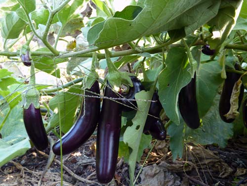 Aubergine orlando