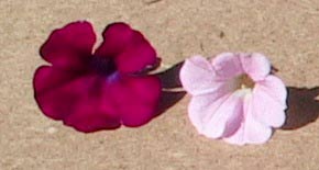 surfinia repens - close-up