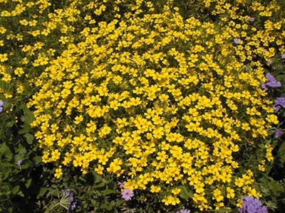 tagetes signata