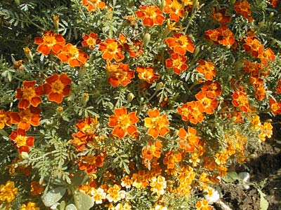 tagetes signata