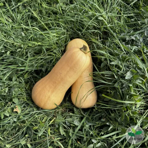 Courges butternut