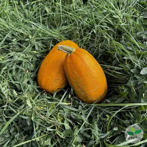 Courges spaghetti