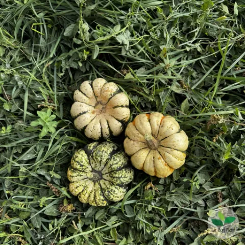 Courges patidou