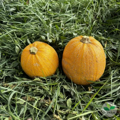 Courges melonnette jaspée de Vendée