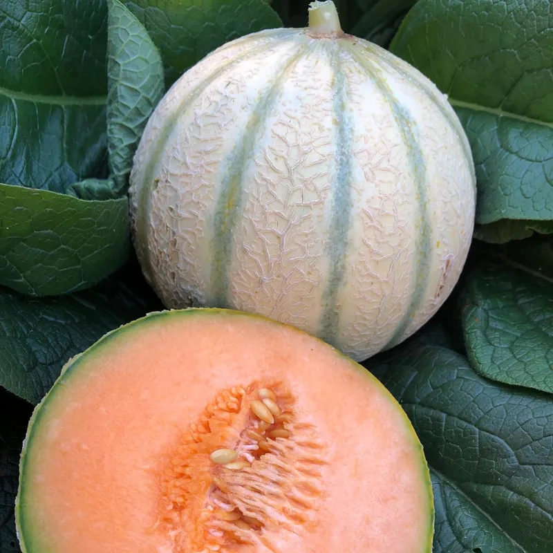 Melon charentais entier et coupé, chair orange