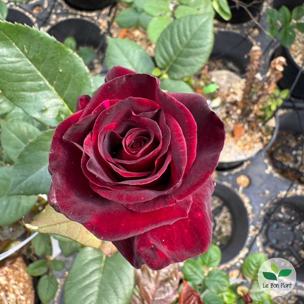 Rosier 'Black Baccara' 2