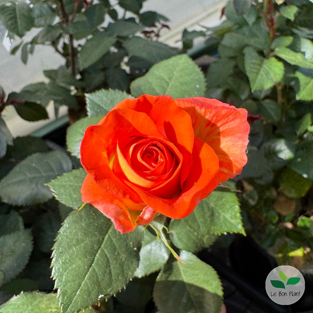 Rosier 'Terra Botanica' 2