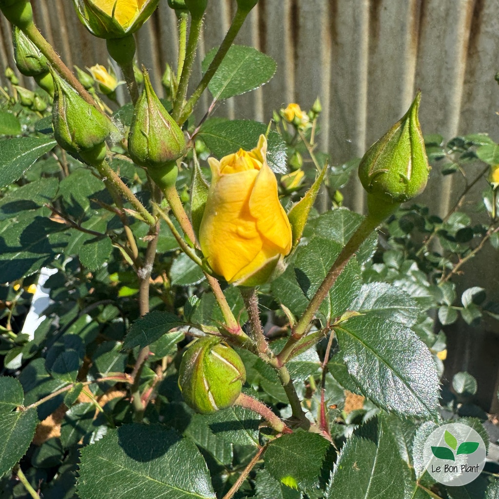 Rosier 'Soleya' 2