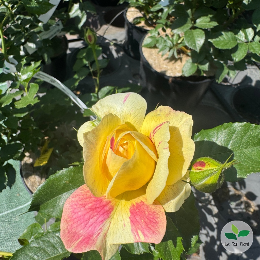 Rosier 'Scentimental Vanille' 2