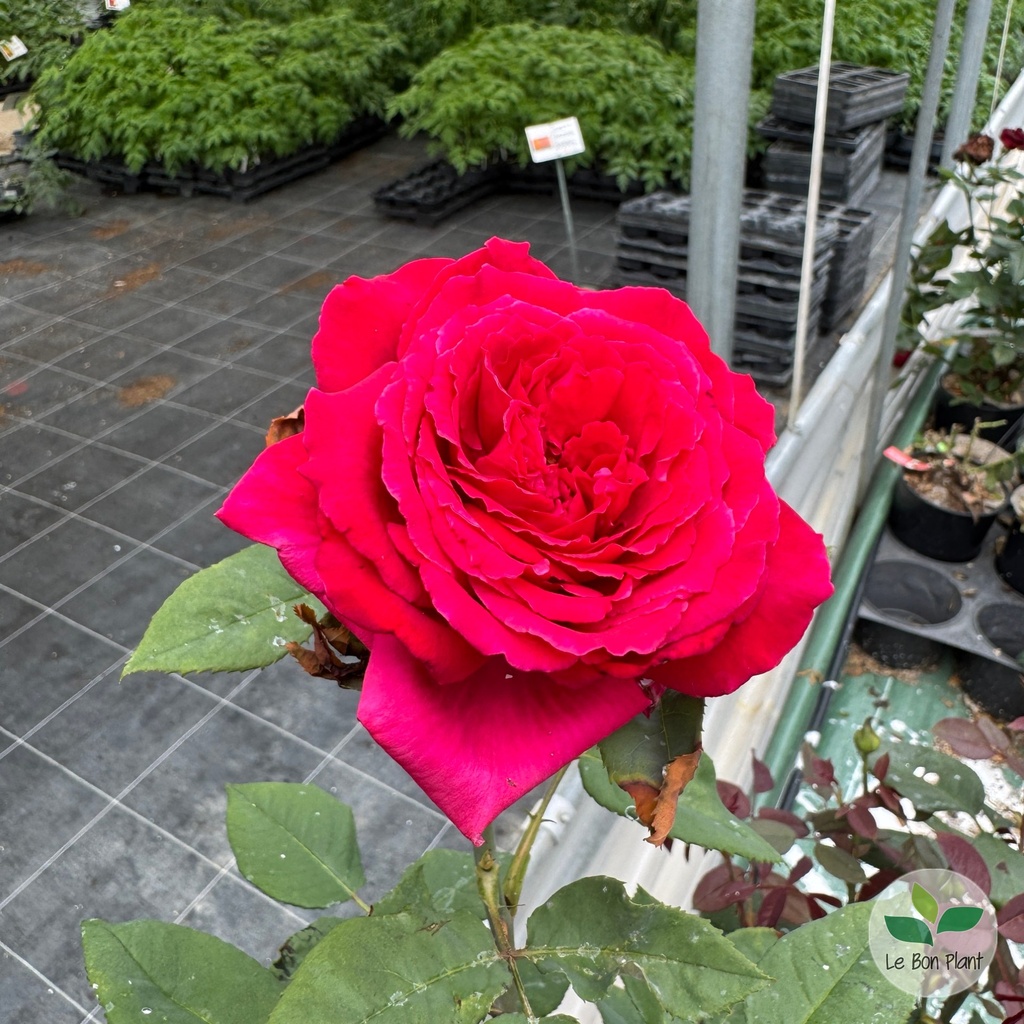 Rosier 'Botero' 2