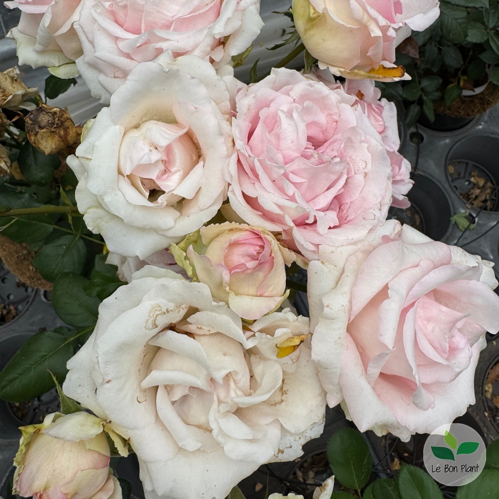 Rosier 'Savannah' 2