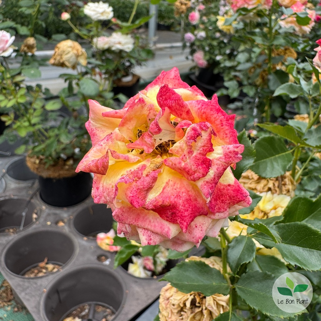 Rosier 'Rose der Hoffnung' 2