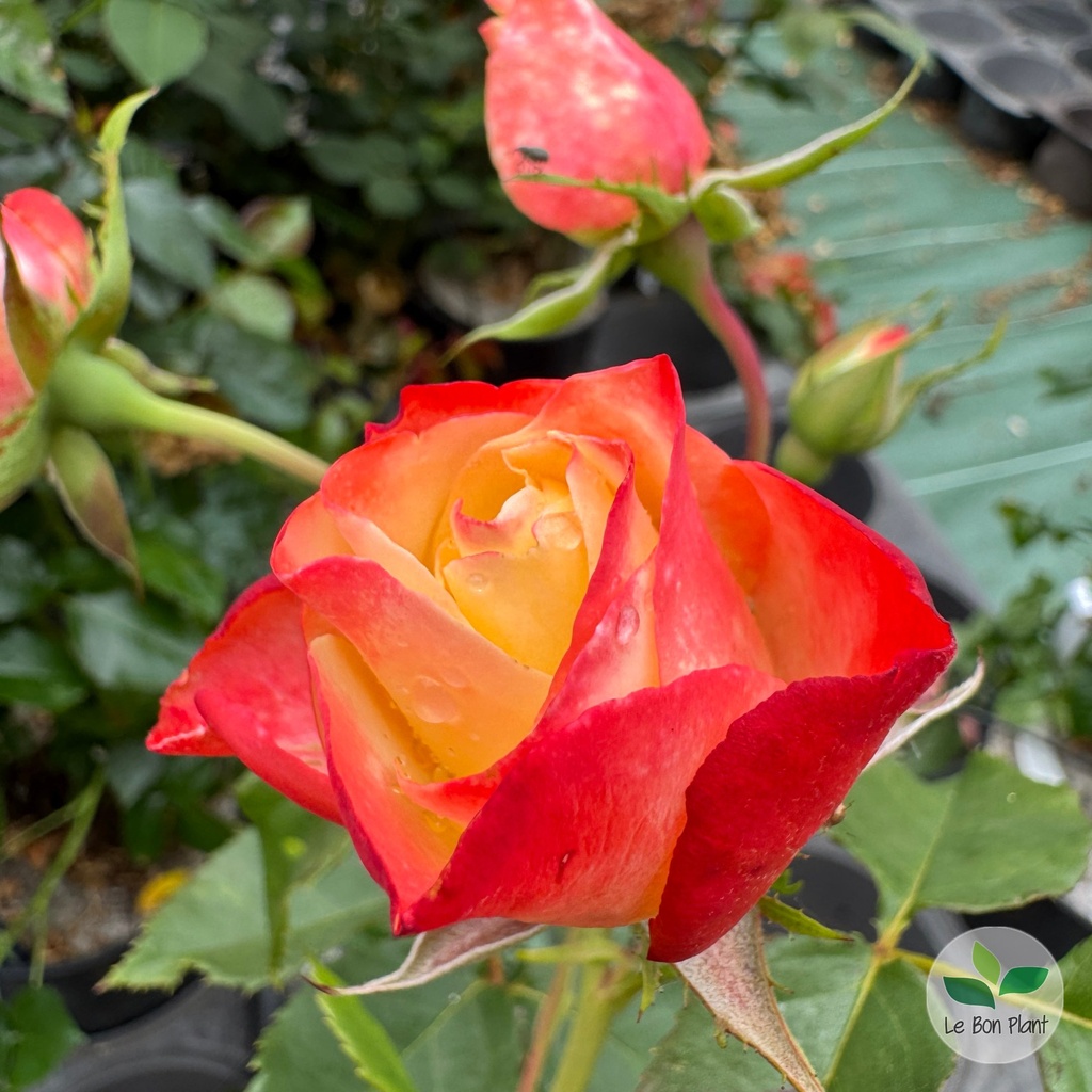 Rosier 'Parfum Tropical' 2