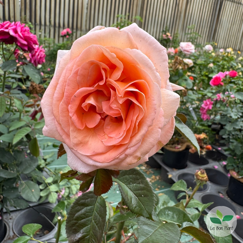 Rosier 'Parfum de Loire' 2