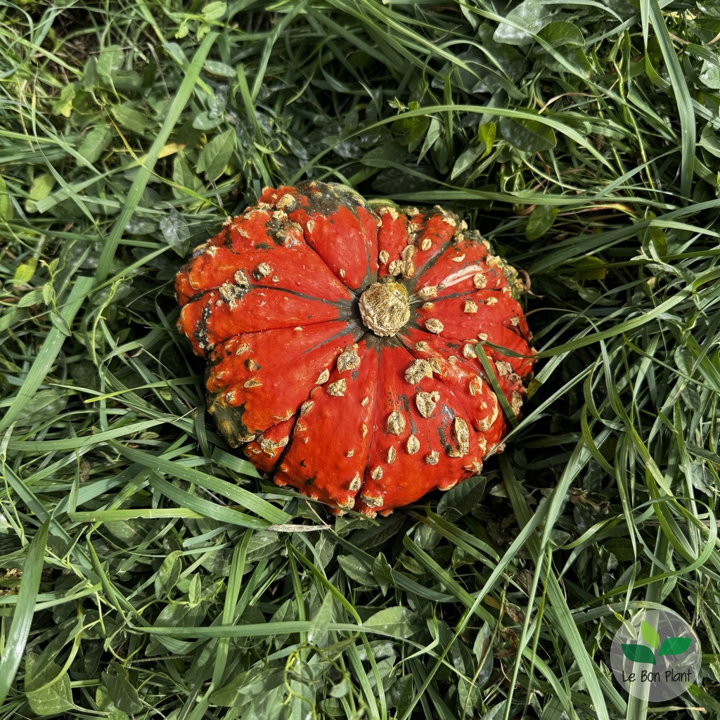 Courge Bonnet Turc AB (F/L)