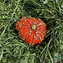 Courge Bonnet Turc AB (F/L)