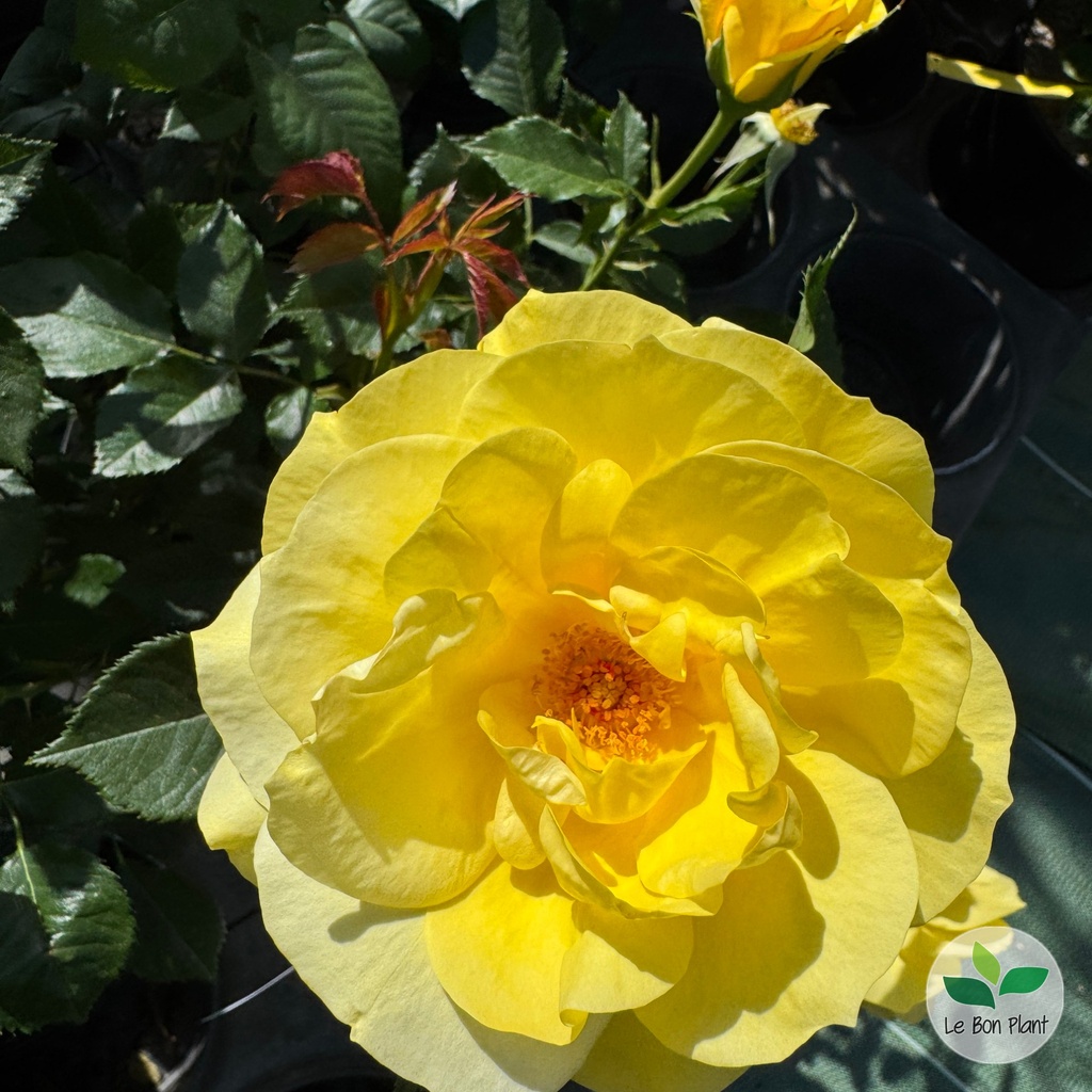 Rosier 'Frésia' 2