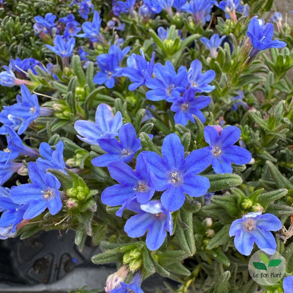 Lithodora 2