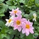 photo 06981517