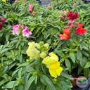 photo ad8d1f81
