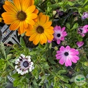 photo 4224dff2