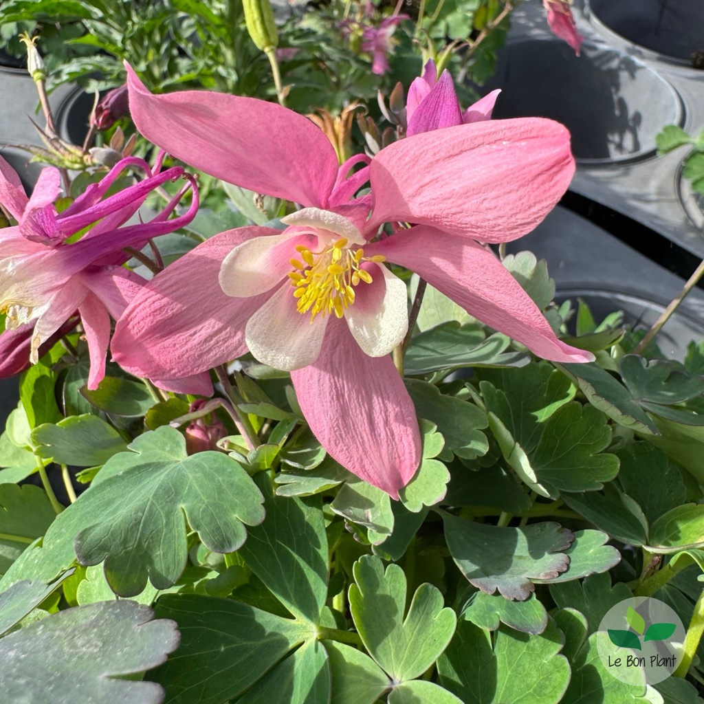 photo 158049b7