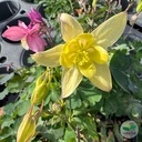 photo bdd3917e