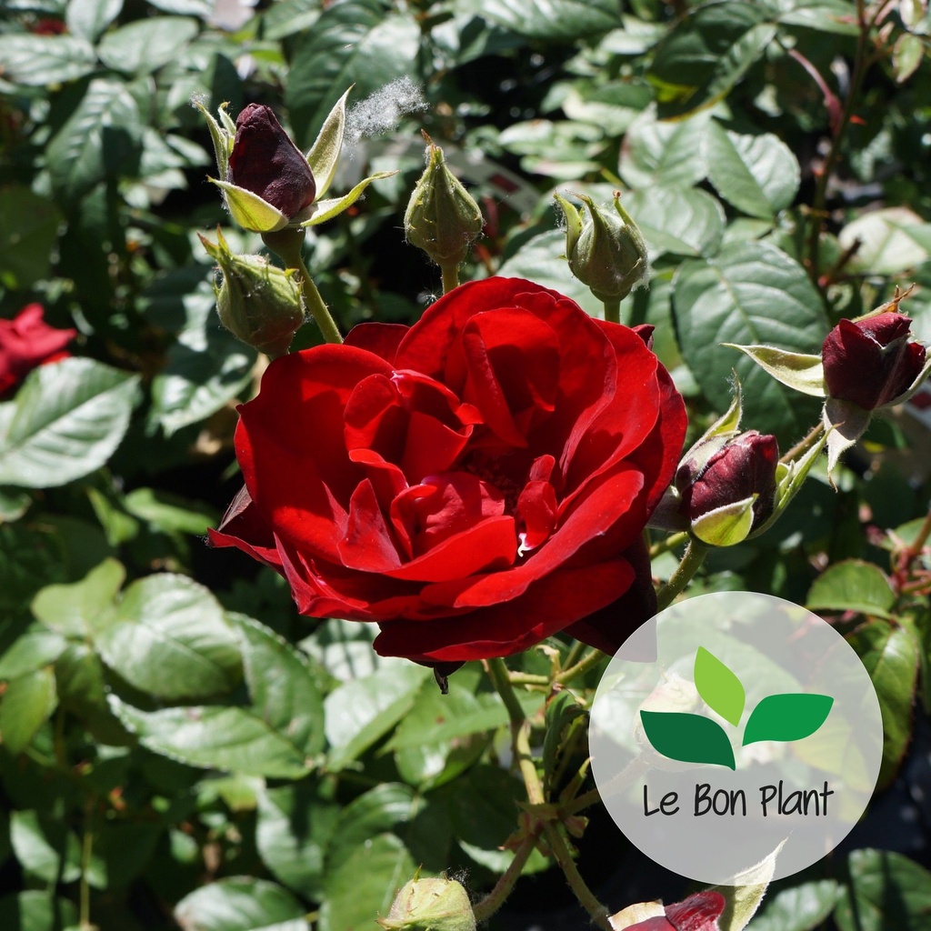 Rosier 'Europeana' 2