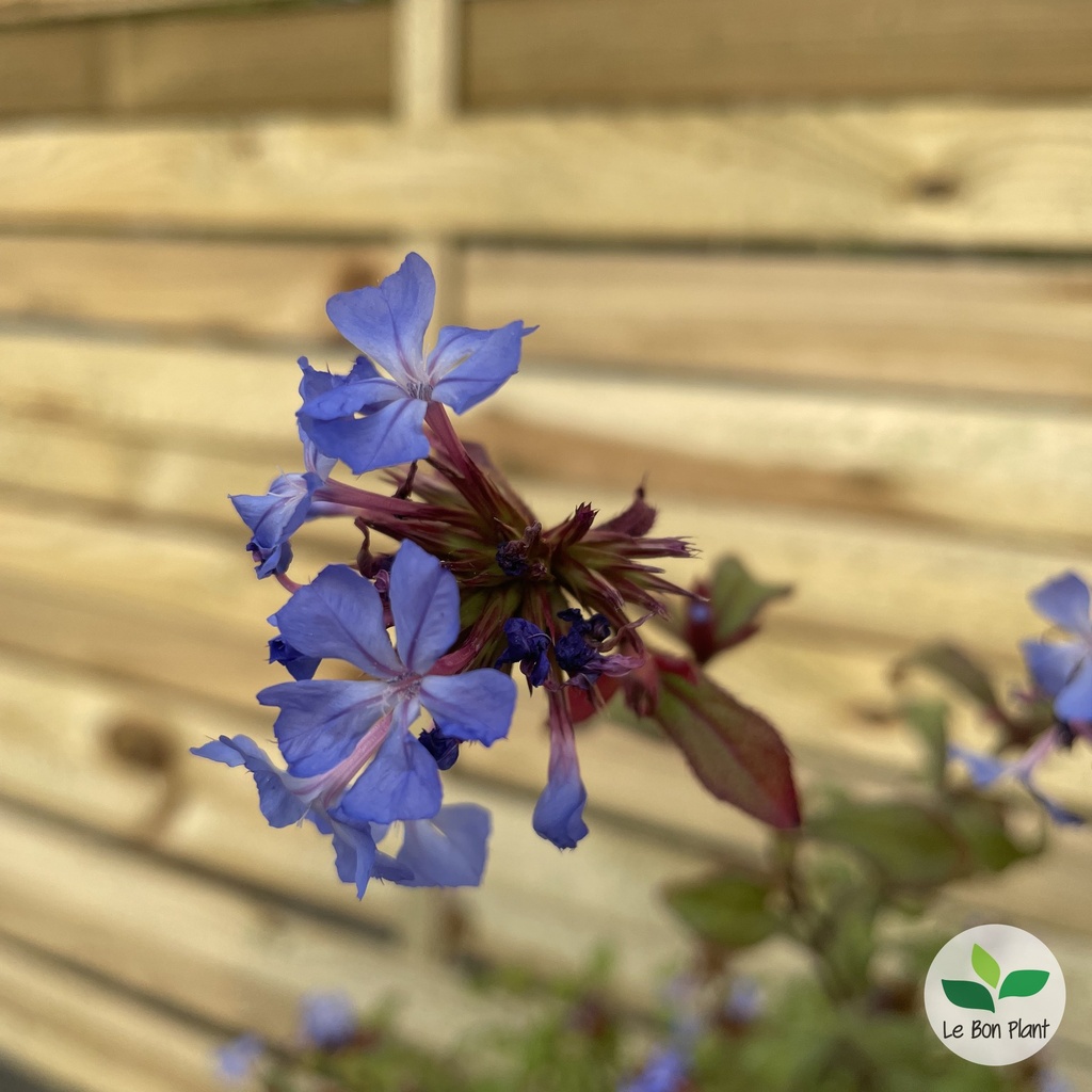 Ceratostigma willmottianum, Dentelaire de Willmott