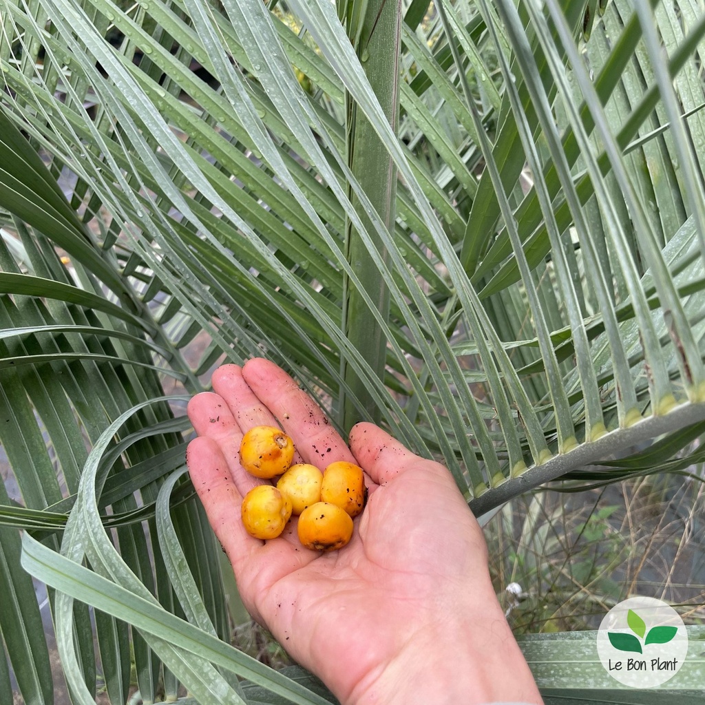 Butia capitata, Palmier abricot