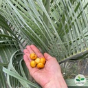 Butia capitata, Palmier abricot