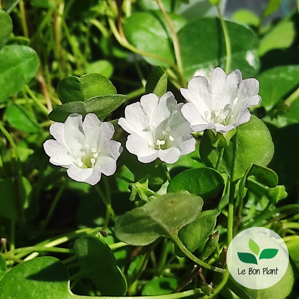 Falkia repens, Petites oreilles